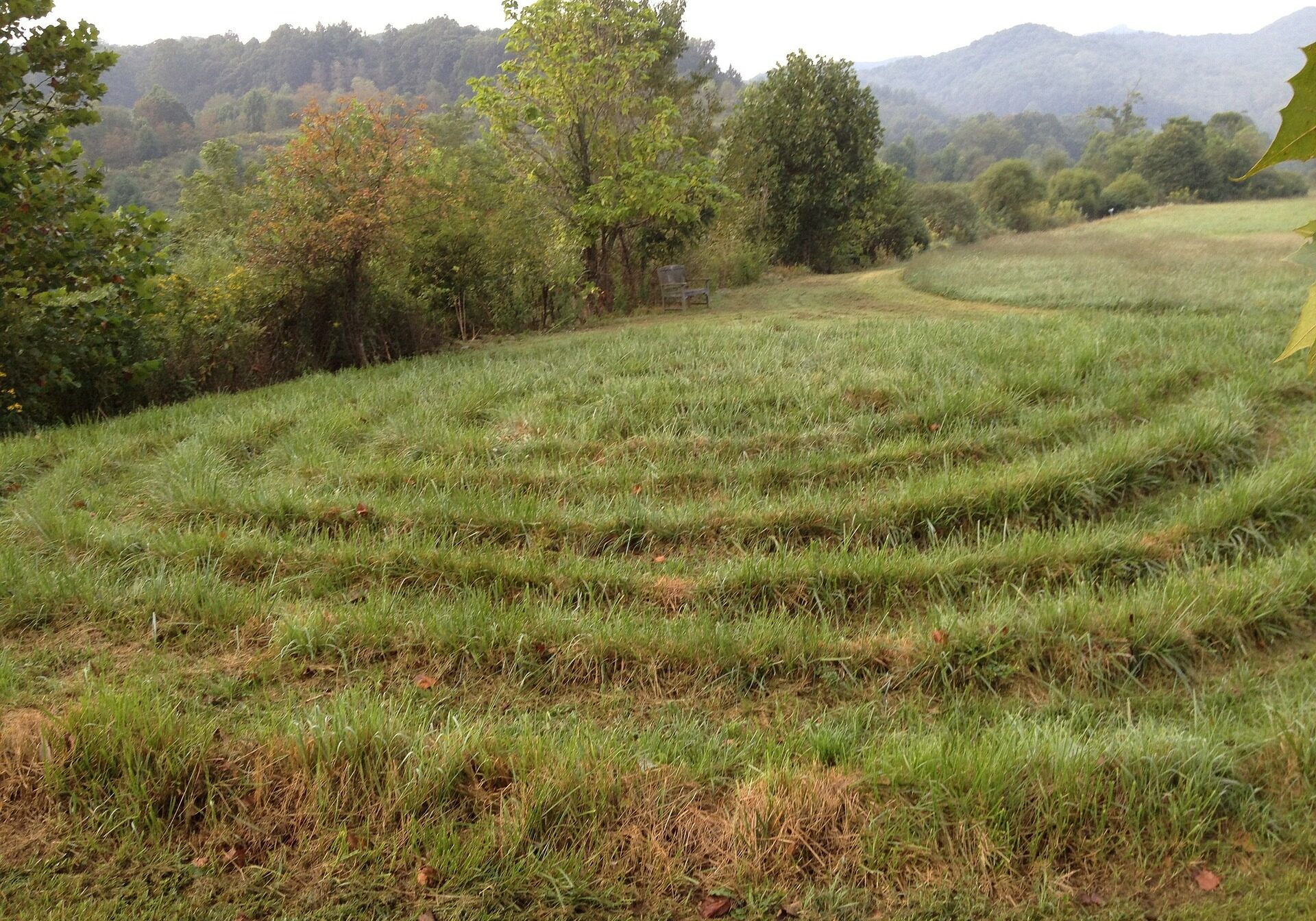 labyrinth-grass